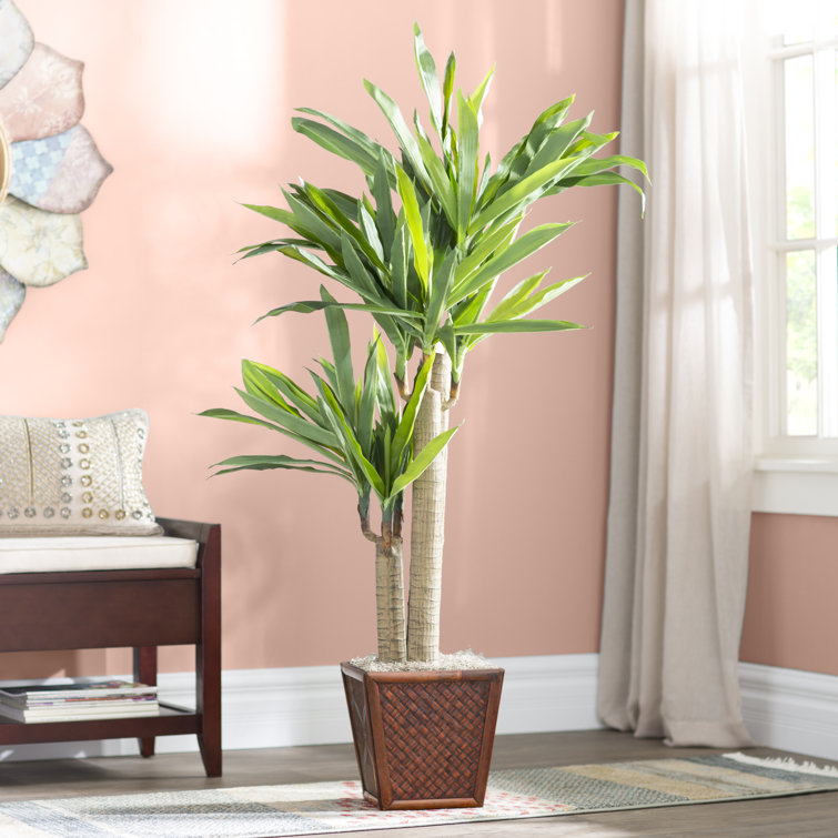 Bungalow Rose 44&quot; Cornstalk Dracaena Floor Foliage Plant