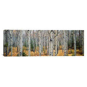 'Aspen Trees in a Forest, Alberta, Canada' Photographic Print on Canvas