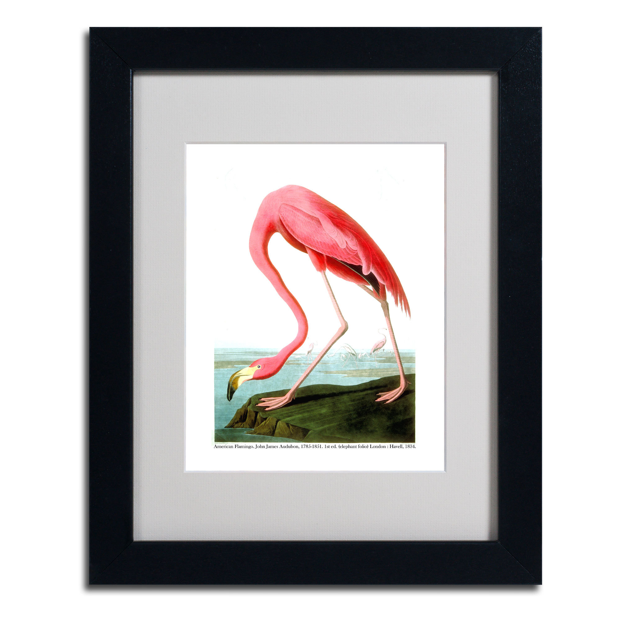 Trademark Art American Flamingo By John James Audubon Framed Trademark Art American Flamingo By John James Audubon Framed Painting Print Wayfair