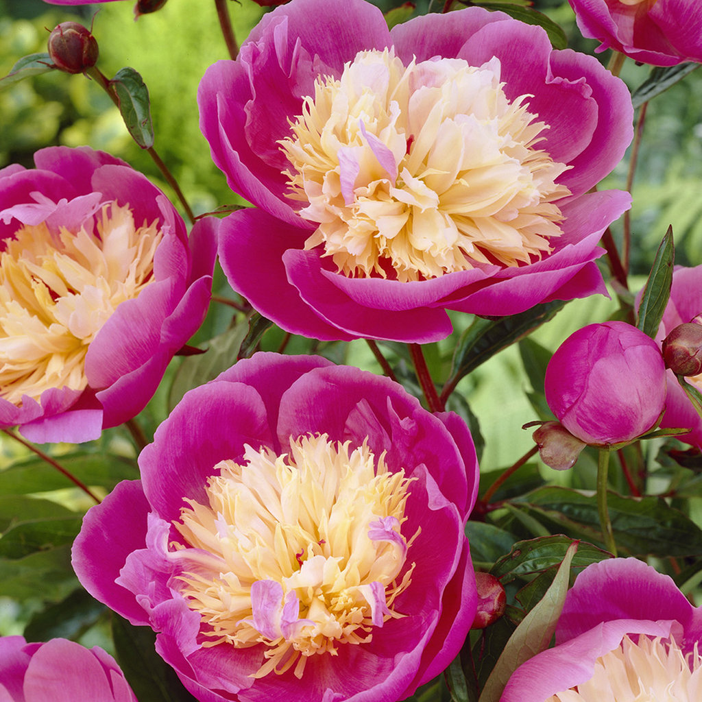 Peonies Bowl Of Beauty Bulbs Joss Main Peonies Bowl Of Beauty Bulbs Joss Main
