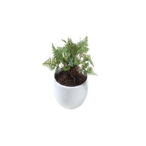 Fern with Soil in Ceramic Bowl Vase