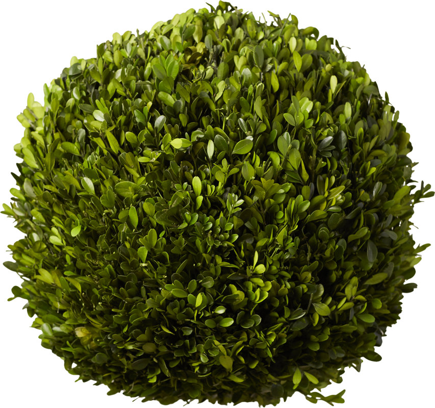 Preserved Boxwoods Ball Topiary #boxwood #topiary