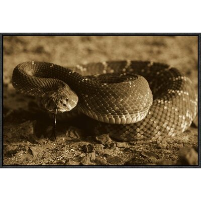 'Red Rattlesnake' Framed Photographic Print on Canvas East Urban Home Size: 16