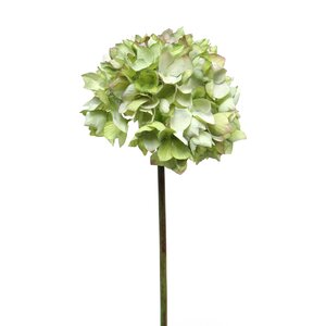 Dry Hydrangea Stem (Set of 6)