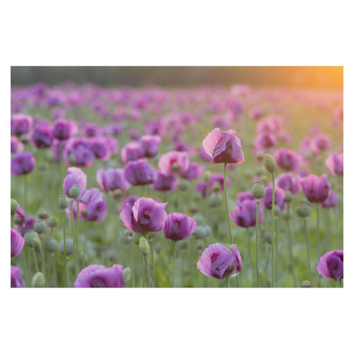 Violet Poppy Flower Meadow in Spring 2.25m x 336cm Textured Matt Peel & Stick Wall Mural East Urban Home