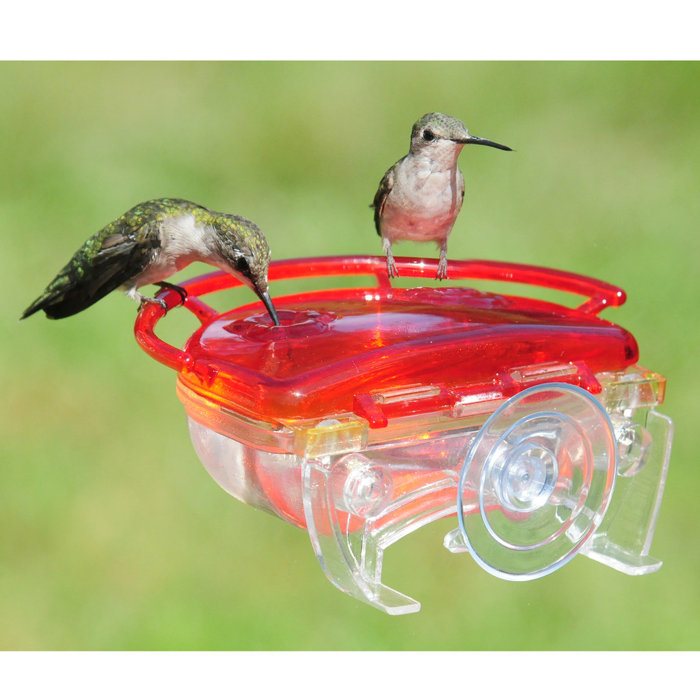 Aspects The Gem Window Hummingbird Feeder Wayfair