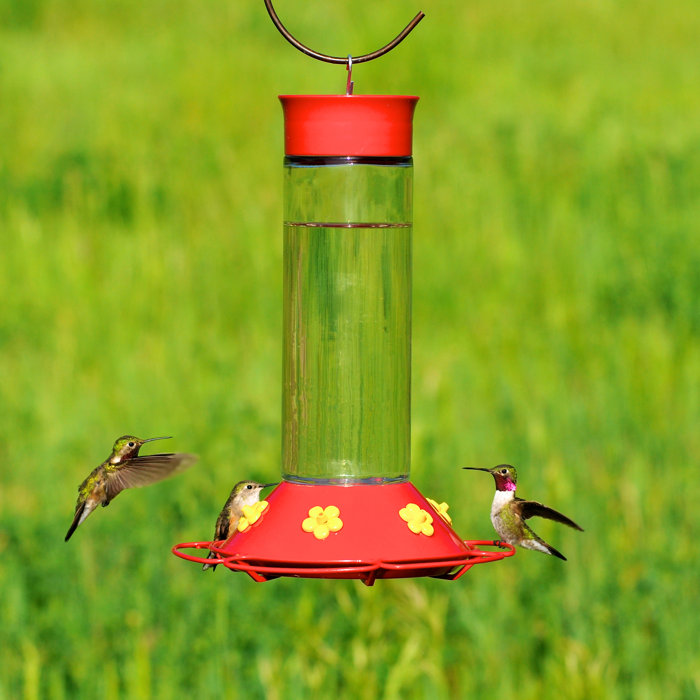 Perky Pet Glass Hummingbird Feeder Reviews Wayfair Ca