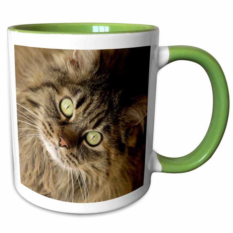 Symple Stuff Egbert Maine Coon Cat Santa Fe New Mexico Julien