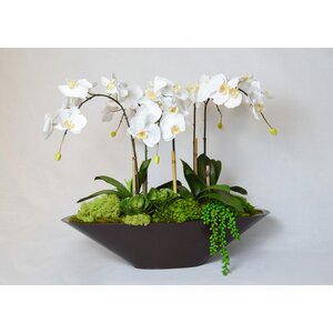 Orchid in Metal Boat