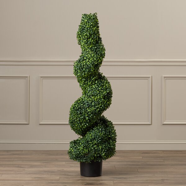 Boxwood Spiral Topiary in Pot by Darby Home Co