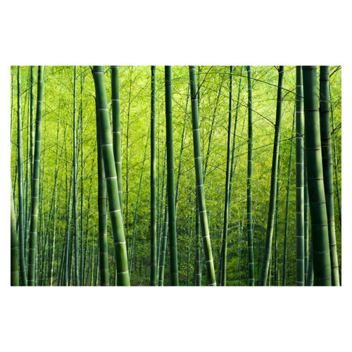 Bamboo Forest 1.9m x 2.88m Textured Matte Peel & Stick Wall Mural East Urban Home