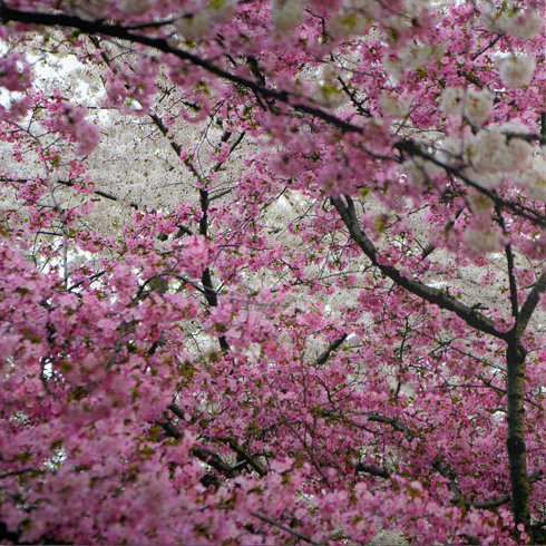 Cherryblossoms.Com Log In