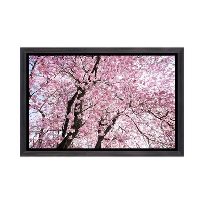 Cherry Blossom by Stefan Hefele - Photograph Print East Urban Home Format: Distressed Black Framed Canvas, Matte Color: No Matte, Size: 18