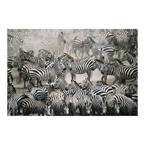 Herd of Zebras 3.2m x 4.8m Textured Matt Peel & Stick Wall Mural East Urban Home