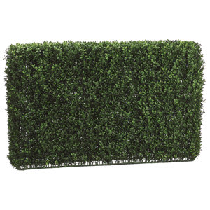 Boxwood Hedge