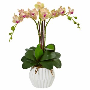 Silk Phalaenopsis Orchid Floral Arrangement in Planter