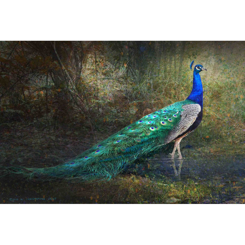 World Menagerie 'Jungle Stream Peacock' Painting Print on Wrapped Canvas &  Reviews | Wayfair