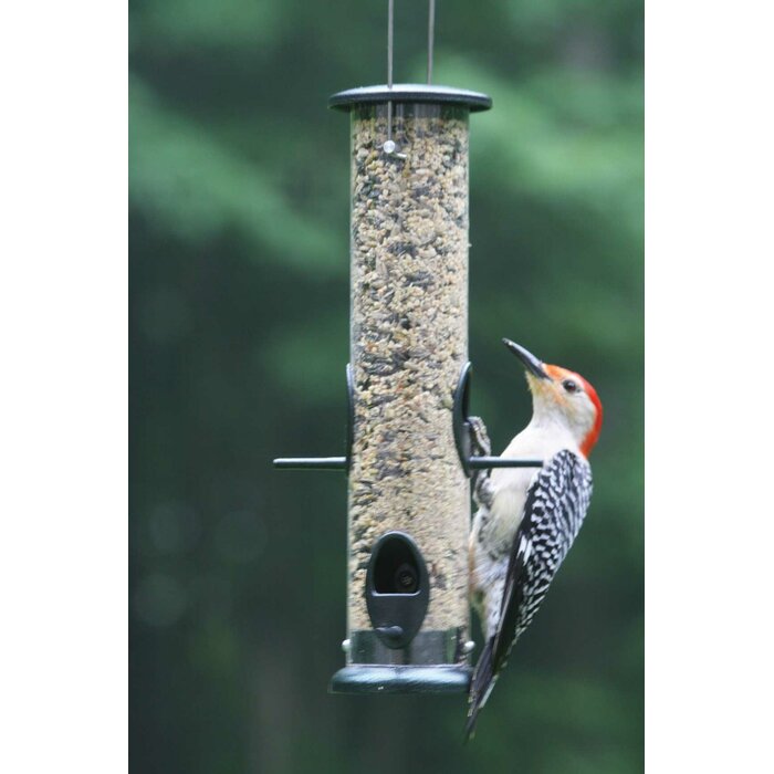 Birds Choice Low Cost Large Tube Bird Feeder Wayfair Ca