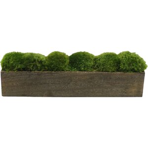 Moss in Planter