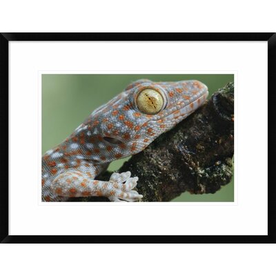 'Tokay Gecko Juvenile Showing Vertical Pupil, Uthai Thani, Thailand' Framed Photographic Print Global Gallery Size: 18