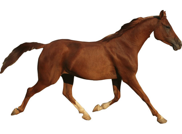 Wallhogs Trotting Horse Cutout Wall Decal & Reviews | Wayfair