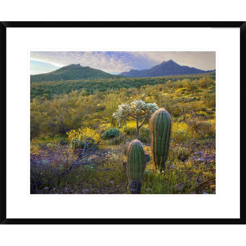Global Gallery Ajo Mountains Organ Pipe Cactus National Monument