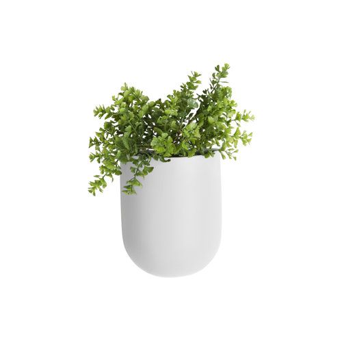 Coulter Oval Ceramic Wall Planter Freeport Park Colour: White