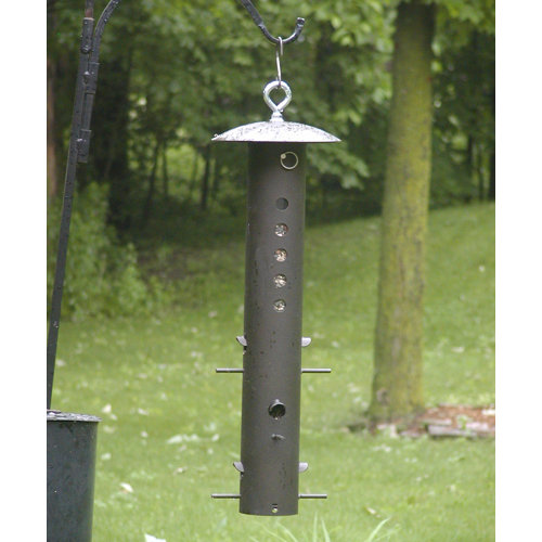 Birds Choice Bear Proof Tube Bird Feeder Reviews Wayfair