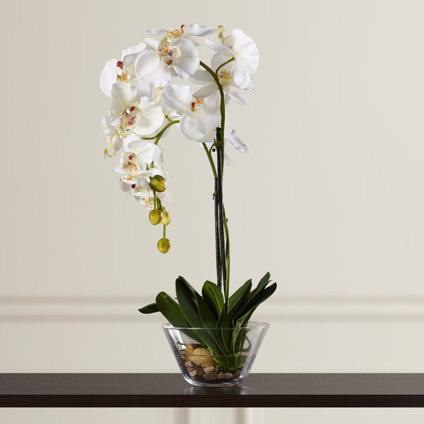Phalaenopsis Silk White Orchid in Glass Vase by Three Posts