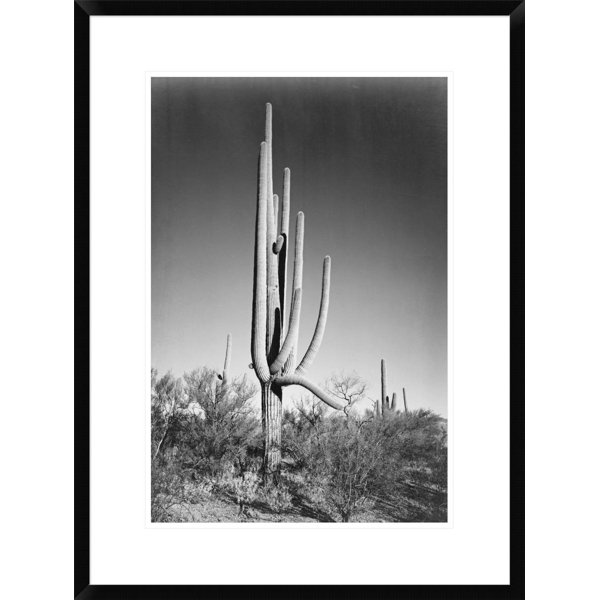 'Full View of Cactus and Surrounding Shrubs, in Saguaro ...