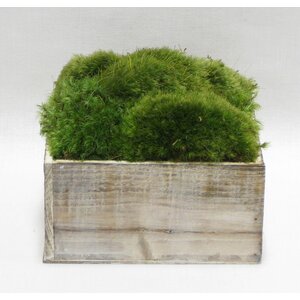 Moss in Stained Wooden Container