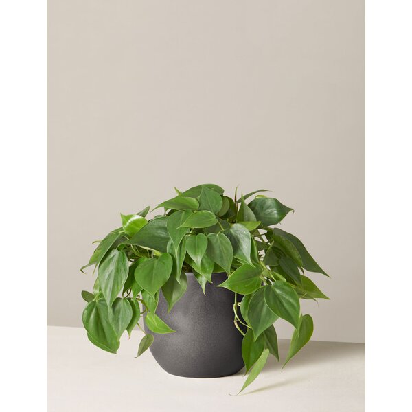philodendron in pot