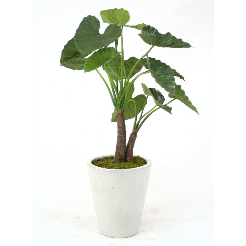 Bay Isle Home Alocasia Calidoro Elephant Ear Tree In Planter Wayfair