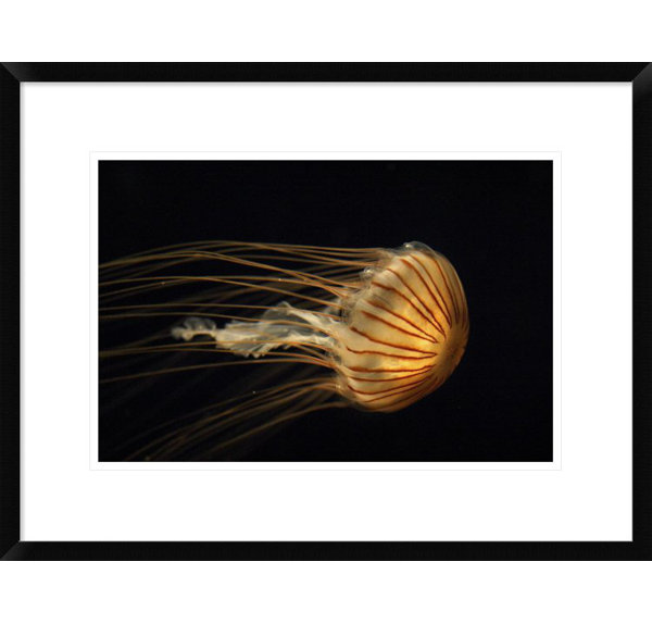 Global Gallery Northern Sea Nettle Jellyfish Northern Pacific Ocean By Hiroya Minakuchi Framed Photographic Print Wayfair