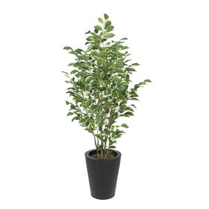 Ficus Tree in Planter