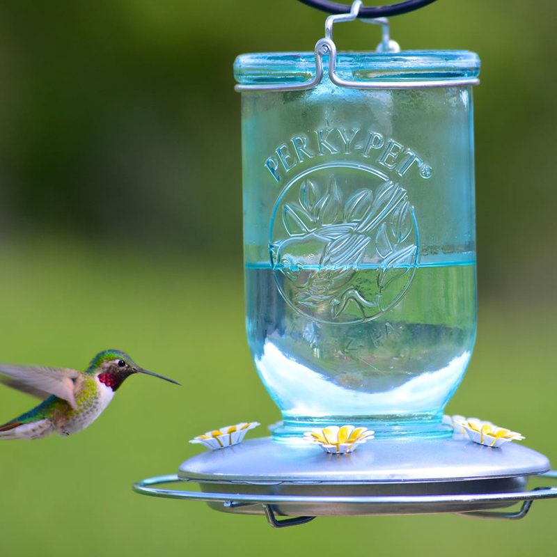 mason jar pet feeder