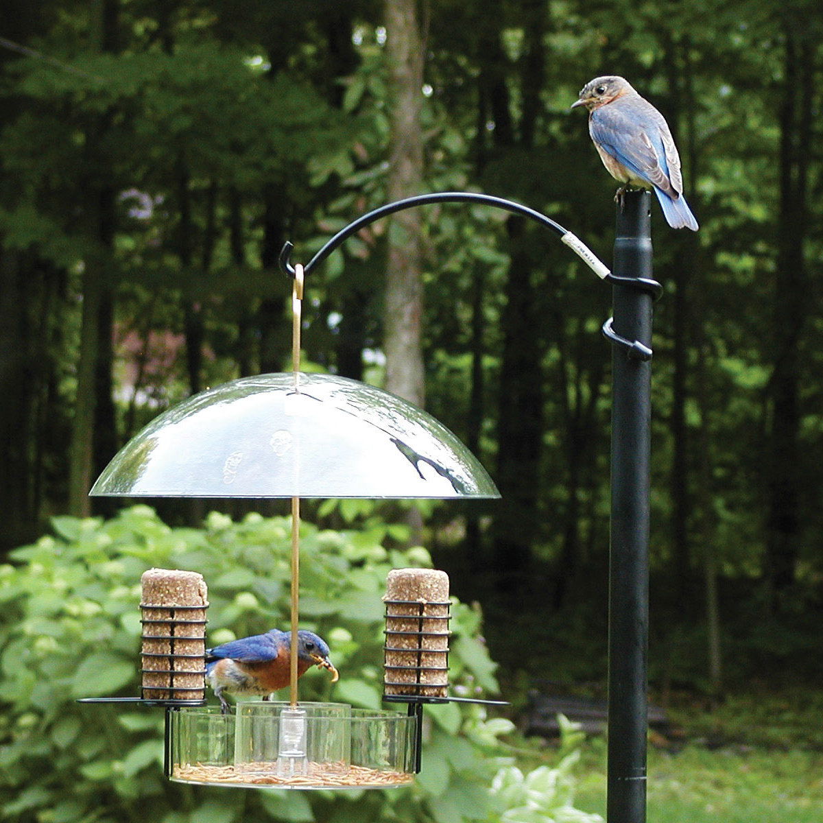 Cedar Wood Deluxe Green Bird House Feeder w// Multi Perch /& Feeding Compartments