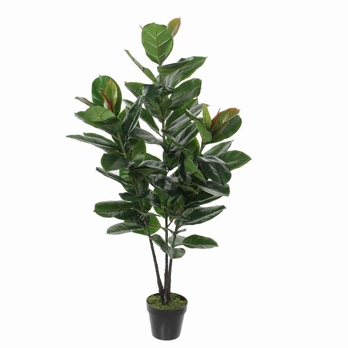 The Seasonal Aisle Ficus Plant In Pot 