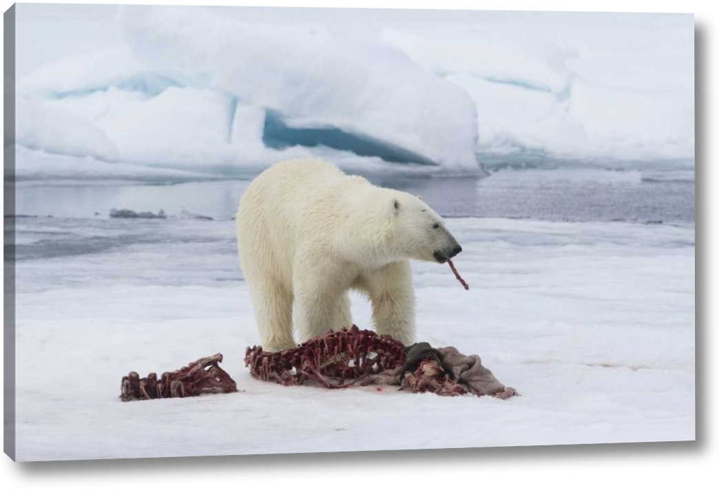 POLAR BEAR ANIMAL PAINTING ARCTIC OCEAN ICE CAP WILDERNESS ART REAL CANVAS PRINT