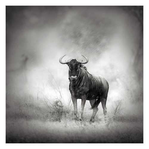 Staring Wildebeest 3.36m x 3.36m Textured Matte Peel & Stick Wall Mural East Urban Home