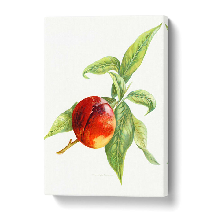 East Urban Home Leinwandbild VintagePfirsichDarstellung einer