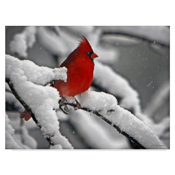 trademark art cardinal in snow photographic print on wrapped