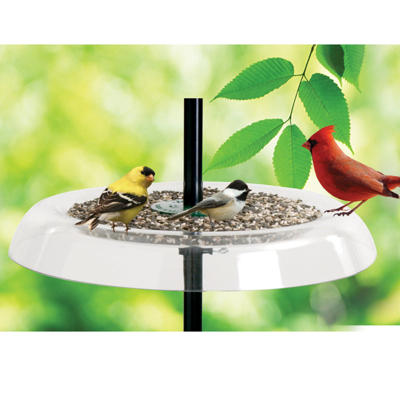 Droll Yankees Giant Seed Tray Bird Feeder And Squirrel Guard Wayfair