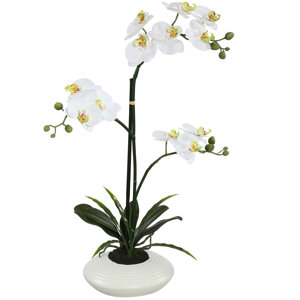Potted Orchid Flowers in Pot