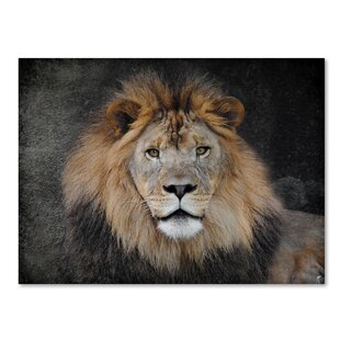 Photo Wallpaper Staring Male Lion GIANT WALL DECOR PAPER POSTER FOR BEDROOM