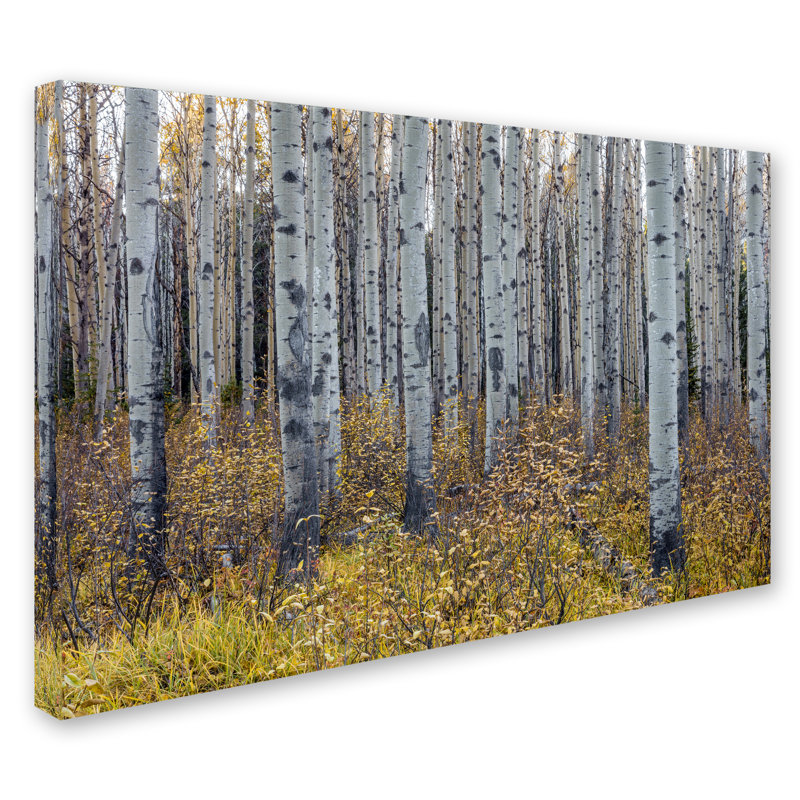 Trademark Art Aspen Trees In Autumn By Pierre Leclerc