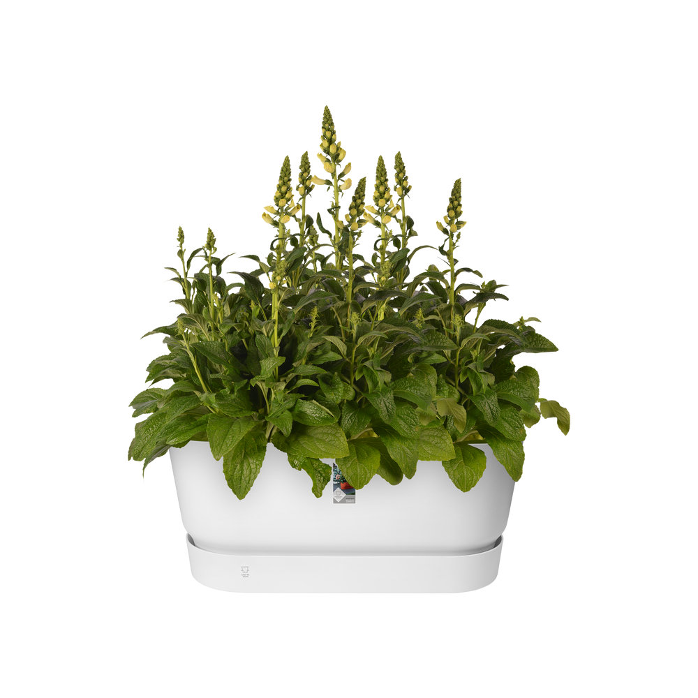 Elho Greenville Terrace Trough 80 Wheels - Planter - White - Outdoor - L 35 X W 78 X H 33.5 Cm