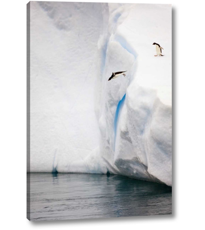 World Menagerie Antarctica Adelie Penguin Diving Off An Iceberg Photographic Print On Wrapped Canvas Wayfair