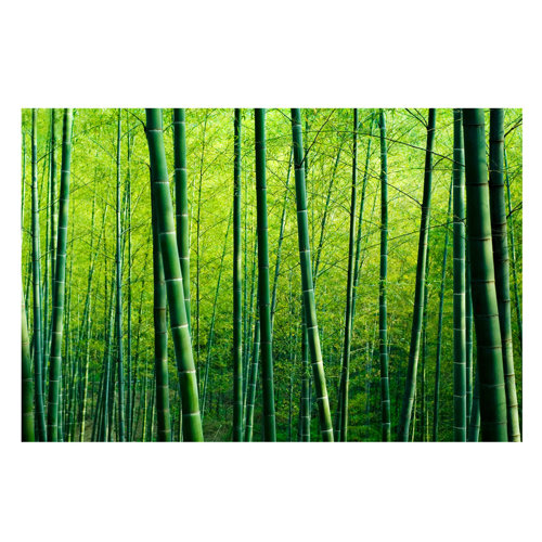 Bamboo Forest 2.25m x 336cm Wallpaper Roll East Urban Home