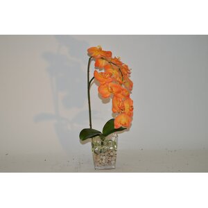 Orchids in Glass Vase with Small White Rocks